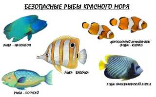 Египет красивое море рыбки