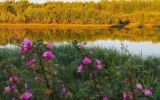 Вид черного моря с самолета