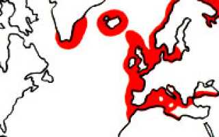 Речная камбала балтийское море