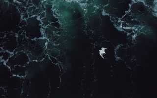 Самые глубокие обитатели моря